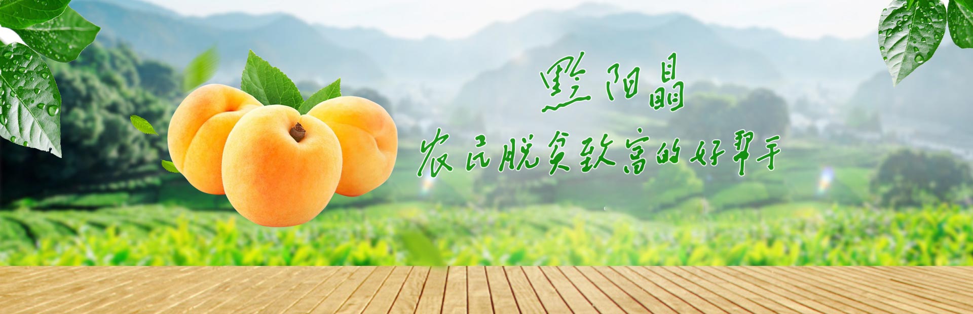 洪江市禹甜科技有限公司_黔陽瞐_農產品的批發零售